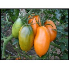 Plum tomato seeds Medicinal 30 seeds