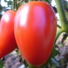 Plum tomato seeds Raspberry pepper 15 seeds
