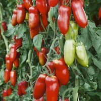 Plum tomato seeds Medoc 15 seeds