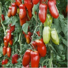 Plum tomato seeds Medoc 15 seeds