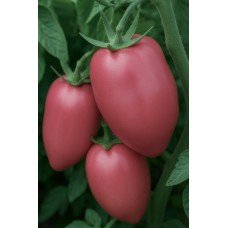 Plum tomato seeds Mexican (Mexican) 15 seeds