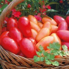 Plum tomato seeds Morzano de Lunghe 30 seeds