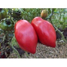 Plum tomato seeds Minusinsk glasses 15 seeds