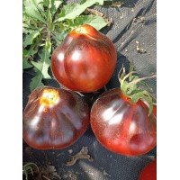 Plum Tomato Seeds Dark Lord 15 seeds