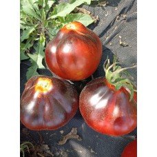 Plum Tomato Seeds Dark Lord 15 seeds