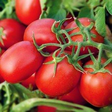 Novella plum tomato seeds 30 seeds