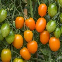 Plum Tomato Seeds German Plum Orange 30 Seeds