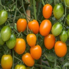 Plum Tomato Seeds German Plum Orange 30 Seeds