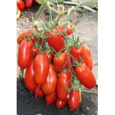 Plum tomato seeds Patrol F1 10 seeds
