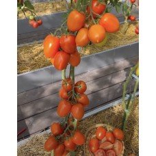 Plum tomato seeds Poker F1 10 seeds