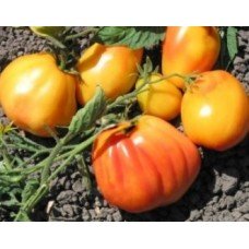 Plum tomato seeds Polish Pastel 15 seeds