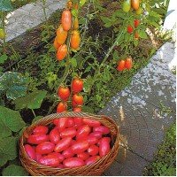Plum Tomato Seeds Pink Icicle 30 Seeds