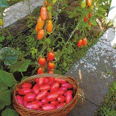 Plum Tomato Seeds Pink Icicle 30 Seeds