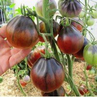 Plum Tomato Seeds Blue Pear 30 Seeds