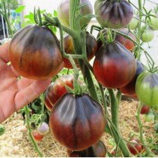 Plum Tomato Seeds Blue Pear 30 Seeds