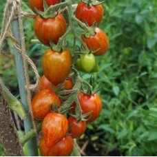 Plum tomato seeds Variegated plum 15 seeds