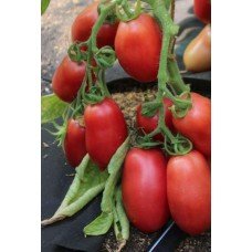 Plum tomato seeds Student F1 10 seeds
