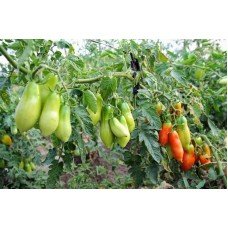 Plum Tomato Seeds French Bunch 30 Seeds