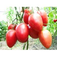 Sheboygan Plum Tomato Seeds 30 Seeds