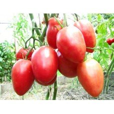 Sheboygan Plum Tomato Seeds 30 Seeds