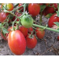 Seeds of small cherry tomato Butterfly 30 seeds