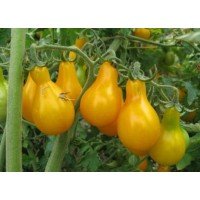 Small-fruited cherry tomato seeds Yellow pear 30 seeds