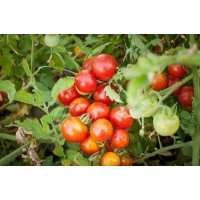 Small cherry tomato seeds Healthy life 30 seeds