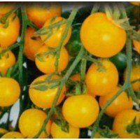 Small-fruited cherry tomato seeds Kysh-mouse orange 30 seeds