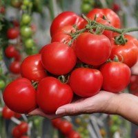 Small-fruited cherry tomato seeds Margosha F1 10 seeds