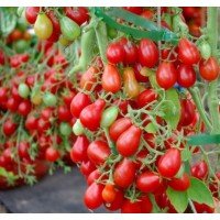 Seeds of small cherry tomato Montpensier 30 seeds