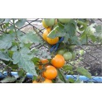 Small-fruited cherry tomato seeds Orange Paradise 30 seeds