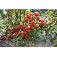 Small cherry tomato seeds Rose quartz 30 seeds