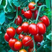 Small-fruited cherry tomato seeds Rosalita 30 seeds