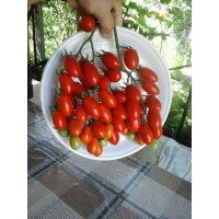 Small cherry tomato seeds Singapore 30 seeds