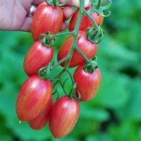 Seeds of small-fruited cherry tomato Pink mesh (Maglia Rosa) 15 seeds