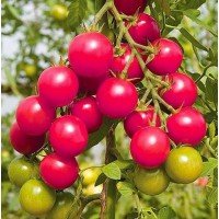 Small-fruited cherry tomato seeds Shalun 30 seeds