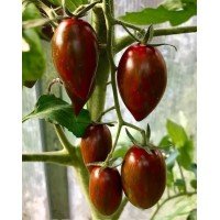 Small cherry tomato seeds Chocolate fingers F1 5 seeds