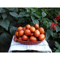 Tomato seeds Dwarf Shadow Boxing 50 seeds