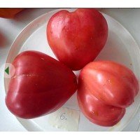 Tomato seeds New Big Dwarf 50 seeds