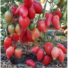 Tomato seeds Dwarf Desperado 50 seeds