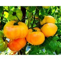 Tomato seeds Dwarf Suz's Beauty 50 seeds