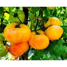 Tomato seeds Dwarf Suz's Beauty 50 seeds