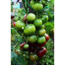 Tomato seeds Dwarf Dainty Isabel (Dwarf Dainty Isabel) 50 seeds