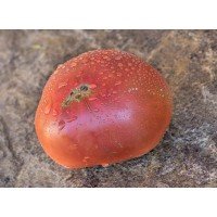 Tomato seeds Dwarf Summer Wine 50 seeds