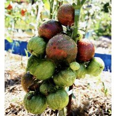 Tomato seeds Dwarf Crimson Sockeye 50 seeds