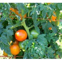 Tomato seeds Dwarf Orange Pride 50 seeds