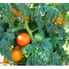 Tomato seeds Dwarf Orange Pride 50 seeds