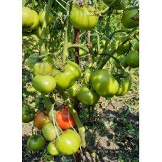 Tomato seeds Dwarf Buddy's Heart 50 seeds