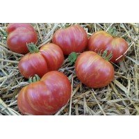 Tomato seeds Dwarf Firebird Sweet 50 seeds