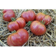 Tomato seeds Dwarf Firebird Sweet 50 seeds